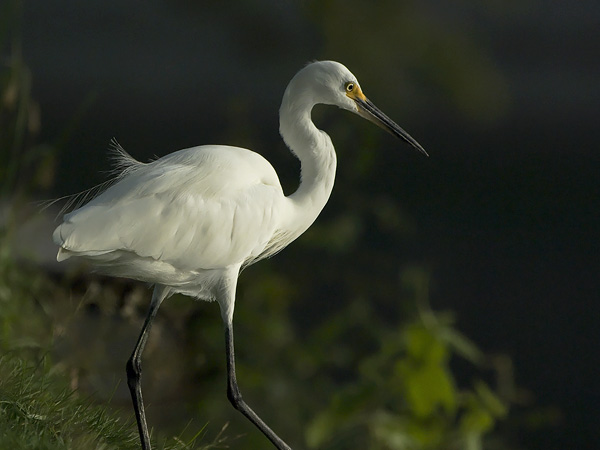 Silkkihaikara, Little Egret, Egretta garzetta
